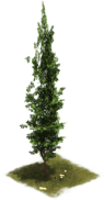 Ciprés