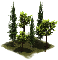 Grupo de árboles